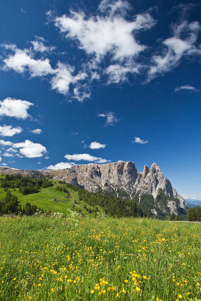Flower meadows in front of the Group Sciliar near Siusi Alp the most famous plateau of the Dolomites. Siusi. Western Dolomites. Trentino Alto Adige. Italy. Europe