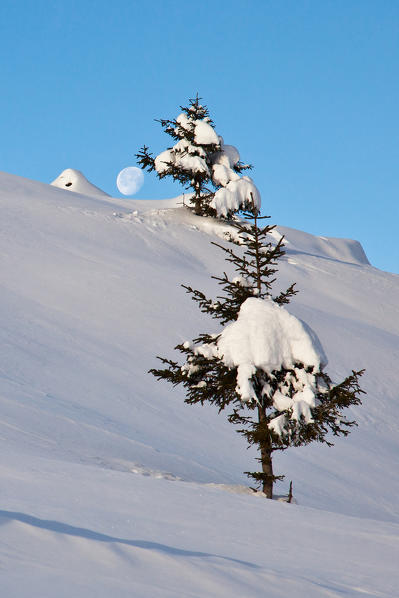 The moon appears between a ridge and a snowy pine. Olano Alp. Rasura. Valgerola. Alps Orobie. Valtellina. Lombardy. Italy. Europe