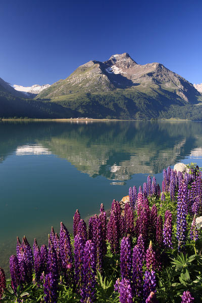 Piz De La Margna reflected in the lake of Sils in the first hours of the morning. In close-up blooming Aconitum Napellus, flower as beautiful as poisonous, High Enagadine, Switzerland Europe