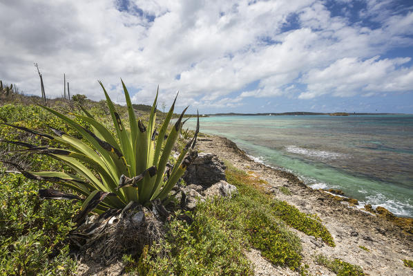 Green plants and  turquoise water of the Caribbean Sea of Green Island Antigua and Barbuda Leeward Island West Indies