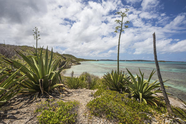 Green plants and  turquoise water of the Caribbean Sea of Green Island Antigua and Barbuda Leeward Island West Indies