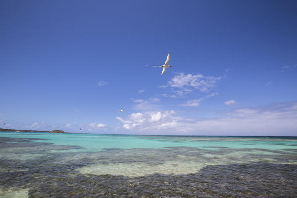 Birds fly on the turquoise waters of the Caribbean Sea Green Island Antigua and Barbuda Leeward Island West Indies