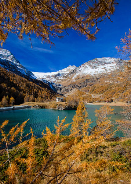The lake of Alp Grum clashing with the autumn colours of Val Poschiavo and in the background the glacier of Palù Switzerland Europe