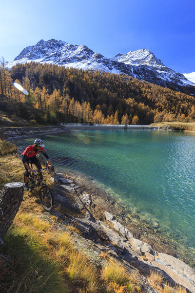 Biker along the banks of the hydroelectric reservoir of Alp Grum in autumn. Poschiavo Valley Canton of Graubünden Switzerland Europe