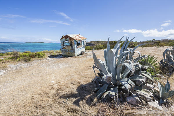 Succulents plants frame the blue sea around the the cliffs of Devil's Bridge Antigua and Barbuda Leeward Islands Antilles