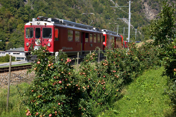 The Bernina Express passing by the apple trees in Brusio, Val Poschiavo, Switzerland Europe