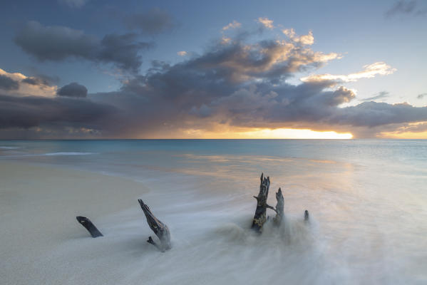 The waves and caribbean sunset frames tree trunks on Ffryers Beach Antigua and Barbuda Leeward Islands West Indies