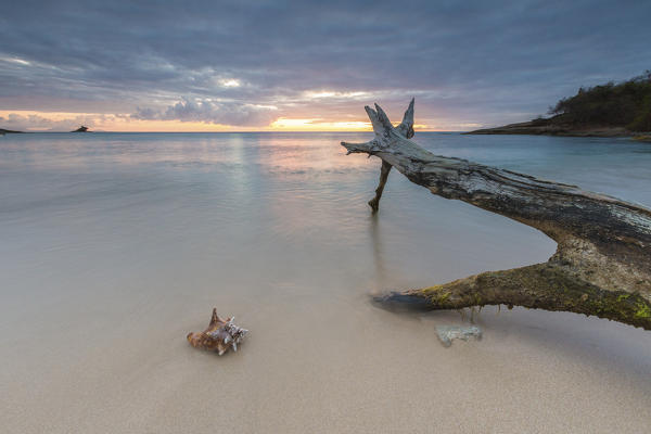 Tree trunks and seashell framed by the colors of Caribbean sunset Hawksbill Bay Antigua and Barbuda Leeward Islands West Indies