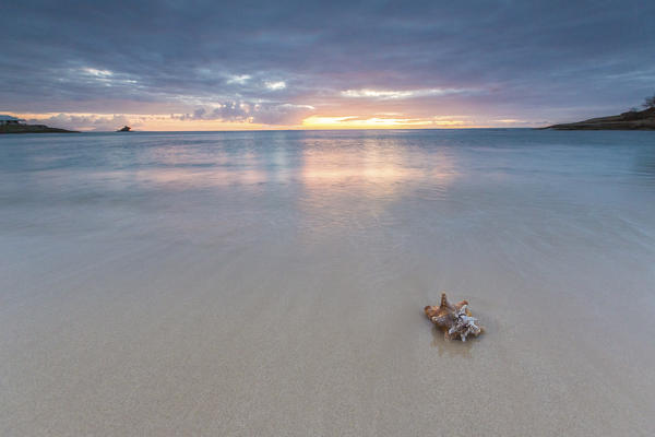 A seashell on the sand framed by the colors of Caribbean sunset Hawksbill Bay Antigua and Barbuda Leeward Islands West Indies