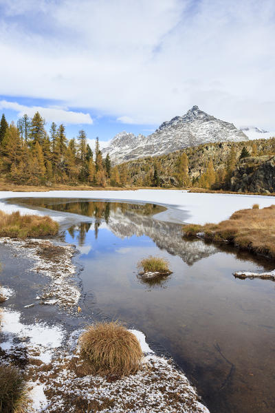 The half-frozen Lake Mufule, at the foot of Pizzo Scalino, surrounded by yellow larches in autumn, not far from the Alpe Prabello and the Rifugio Cristina Hut, Valmalenco, Valtellina,  Lombardy Italy Europe