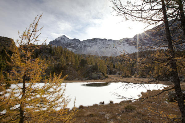 The half-frozen Lake Mufule, at the foot of Pizzo Scalino, surrounded by yellow larches, Valmalenco, Valtellina, Lombardy Italy Europe
