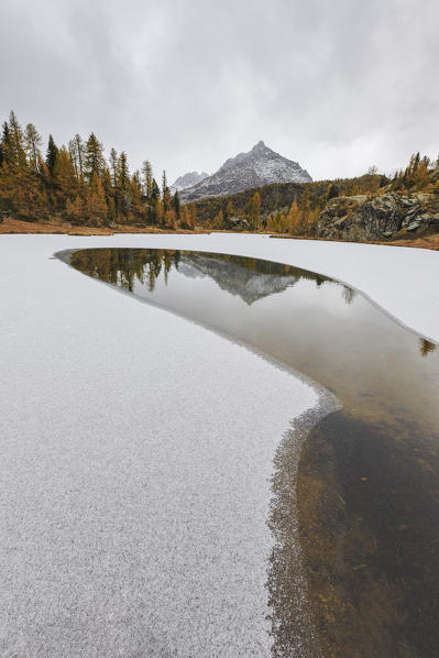 The Lake Mufule reflecting the Sasso Moro and some yellow larches in Valmalenco, Valtellina, Lombardy Italy Europe