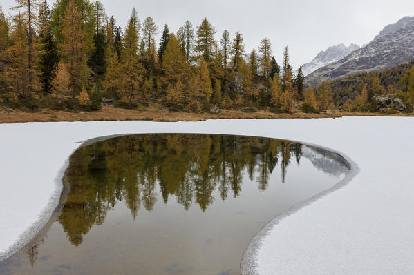 The Lake Mufule reflecting some yellow larches in Valmalenco, Valtellina, Lombardy Italy Europe