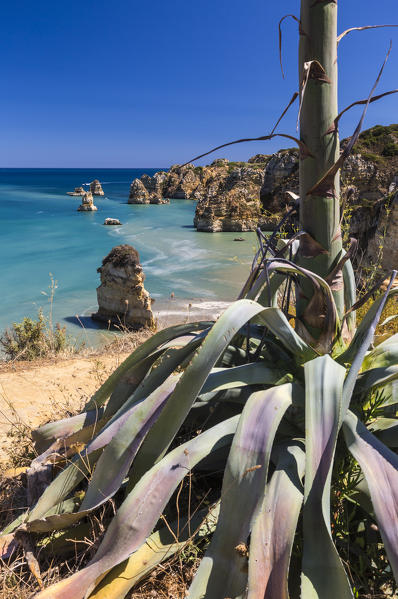 Vegetation frames the turquoise water of the ocean and cliffs surrounding Praia Dona Ana beach Lagos Algarve Portugal Europe