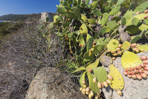 Prickly pears of the inland frame the tower overlooking the turquoise sea Cala Pira Castiadas Cagliari Sardinia Italy Europe