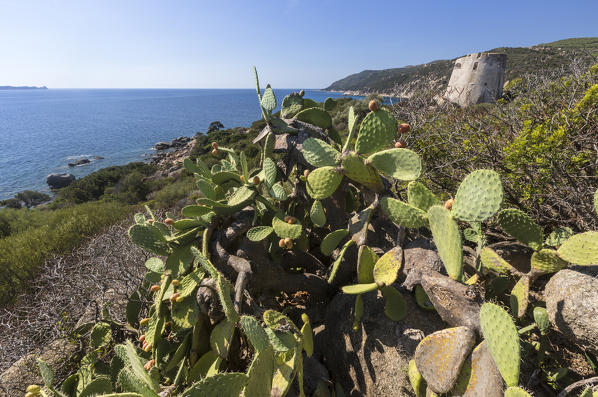 Prickly pears of the inland frame the tower overlooking the turquoise sea Cala Pira Castiadas Cagliari Sardinia Italy Europe