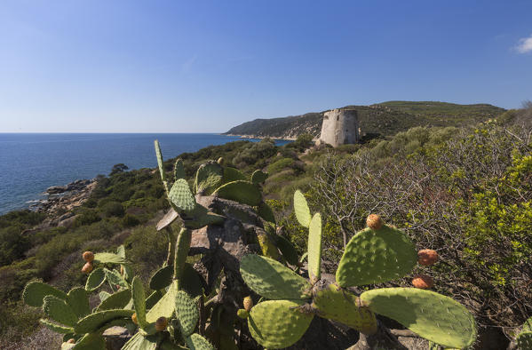 Prickly pears of the inland frame the tower overlooking the turquoise sea Cala Pira Castiadas Cagliari Sardinia Italy Europe