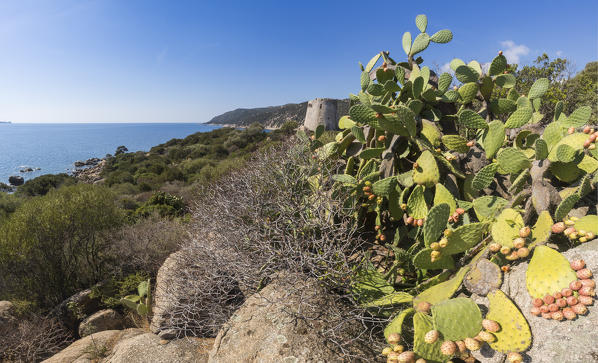 Prickly pears of the inland frame the tower overlooking the turquoise sea Cala Pira Castiadas Cagliari Sardinia Italy Europe