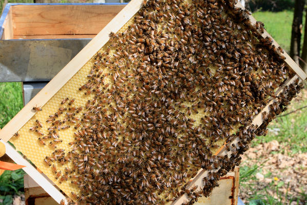 A honey bee colony typically consists of three kinds of adult bees: workers, drones, and a queen. Several thousand worker bees cooperate in nest building, food collection, and brood rearing Valtellina Lombardy Italy Europe