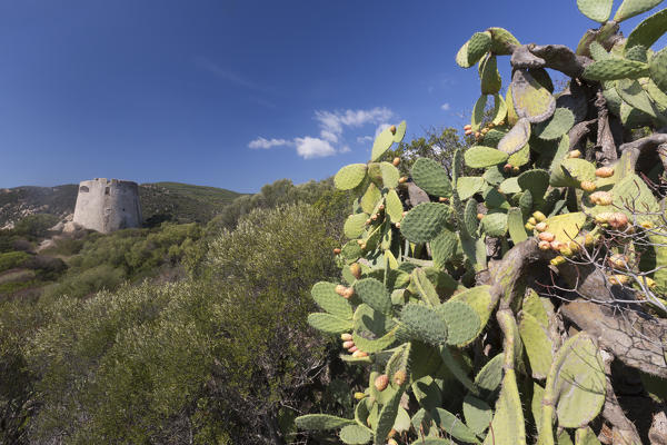 Prickly pears and vegetation of the inland frame the tower Cala Pira Castiadas Cagliari Sardinia Italy Europe