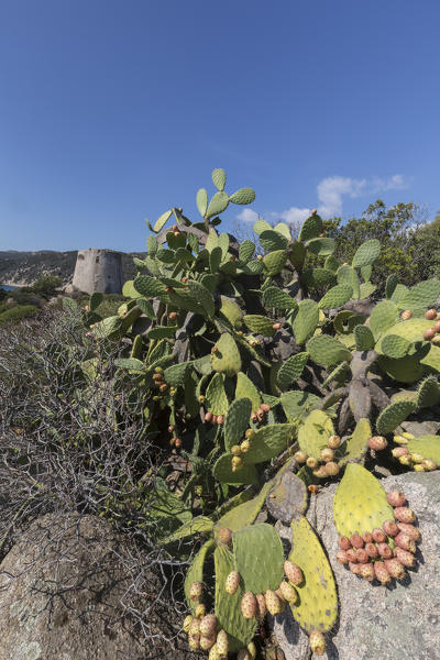 Prickly pears of the inland frame the tower overlooking the turquoise sea Cala Pira Castiadas Cagliari Sardinia Italy Europe