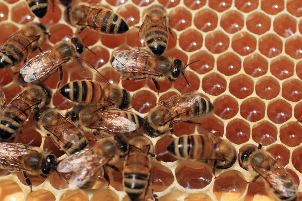 A honey bee colony typically consists of three kinds of adult bees: workers, drones, and a queen. Several thousand worker bees cooperate in nest building, food collection, and brood rearing. Valtellina Lombardy Italy Europe