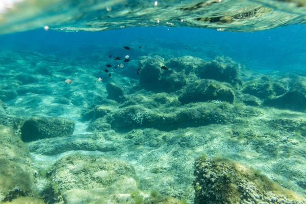 Underwater view of fishes swimming in the turquoise sea of Sant Elmo Castiadas Costa Rei Cagliari Sardinia Italy Europe