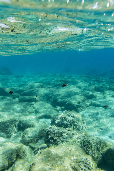 Underwater view of fishes swimming in the turquoise sea of Sant Elmo Castiadas Costa Rei Cagliari Sardinia Italy Europe