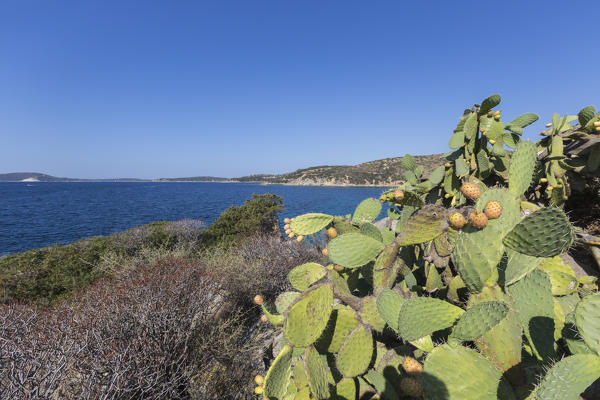 Prickly pears of the inland frame the blue sea Punta Molentis Villasimius Cagliari Sardinia Italy Europe