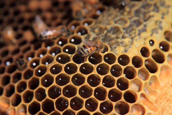 A bee producing honey, a typical product from Valtellina, Lombardy Italy Europe