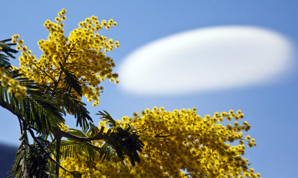 Acacia dealbata (known as silver wattle, blue wattle or mimosa) is a species of Acacia. In the sky a lenticular cloud. Lombardy Italy Europe