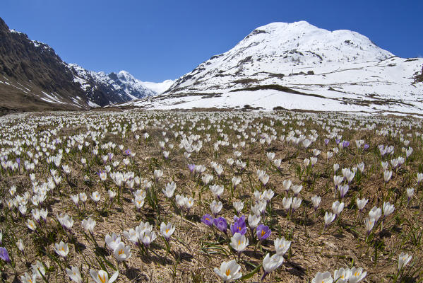 The snow gives the blooming Crocus some space in spring, at the beginning o Val Fedoz in Engadine, Switzerland. Europe