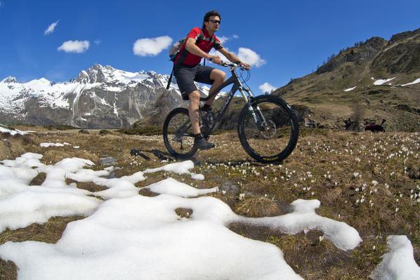 Biker cycles between snow and blooming Crocus in Val Fedoz, in the background Piz Lagrev in Engadine, Switzerland.