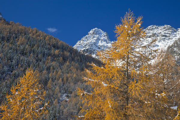 The yellow larches and the snow-capped peak of Punta Rosalba are tangible signs of the upcoming winter in Valmalenco, Valtellina, Lombardy Italy Europe