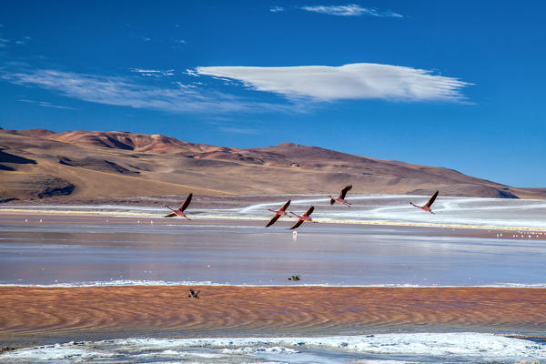 Flamingoes flying over the Laguna Colorada (Red Lagoon), a shallow salt lake in the southwest of the altiplano of Bolivia, within Eduardo Avaroa Andean Fauna National Reserve and close to the border with Chile - Bolivia South Amercia