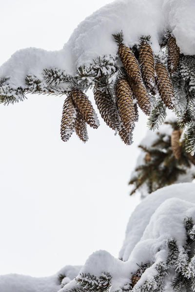 Details of pine cones of tree covered with fresh snow Bettmeralp district of Raron canton of Valais Switzerland Europe