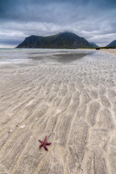 Sea star in the clear water of the fine sandy beach Skagsanden Ramberg Nordland county Lofoten Islands Northern Norway Europe