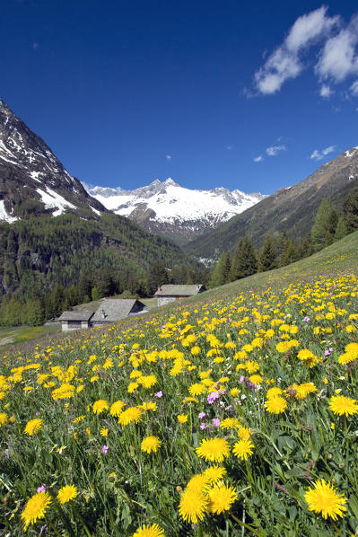 The bright yellow of the dandelion flowers contrasting with the snow of the peak Vazzeda in Valmalenco Lombardy Italy Europe