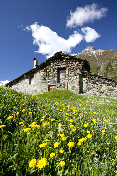 Spring is approaching at the Alp Bracciascia in Valmalenco, Valtellina, Lombardy Italy Europe