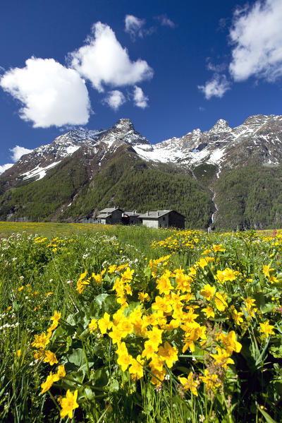 Blooming flowers at the Alpe Bracciascia, in the background the Mount Braccia and the Peak Duca in Valmalenco, Lombardy Italy Europe