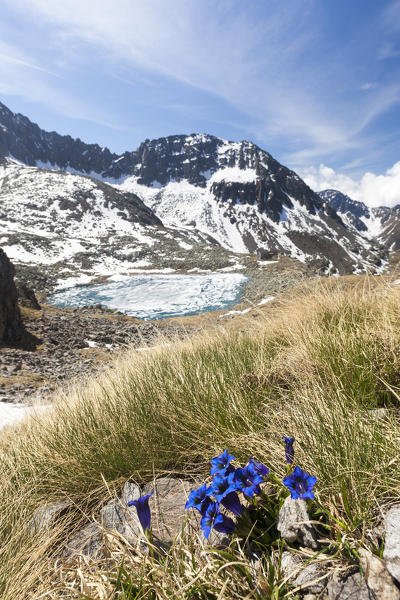 Gentians surround Lago Rotondo during summer thaw Val Malga Adamello Regional Park province of Brescia Lombardy Italy Europe