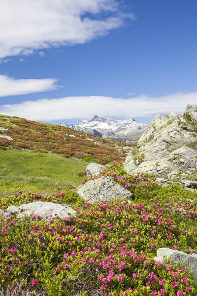 Rhododendrons in bloom in the alpine meadows Montespluga Chiavenna Valley Sondrio province Valtellina Lombardy Italy Europe