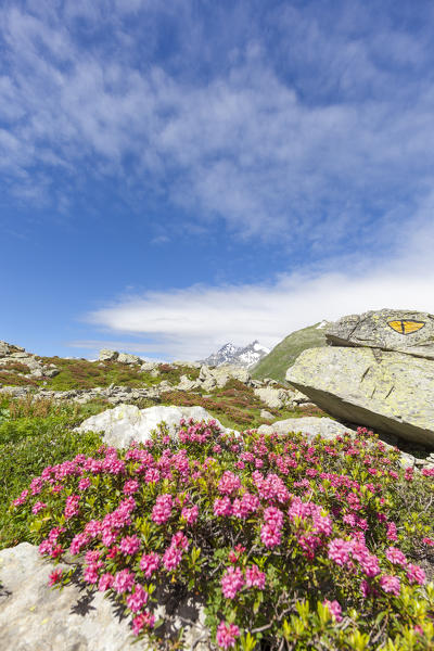 Rhododendrons in bloom framed by blue sky Montespluga Chiavenna Valley Sondrio province Valtellina Lombardy Italy Europe