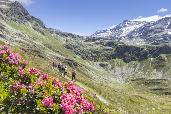 Hikers surrounded by rhododendrons and high peaks Montespluga Chiavenna Valley Sondrio province Valtellina Lombardy Italy Europe