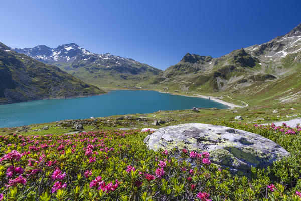 Rhododendrons frame the blue water of the lake Montespluga Chiavenna Valley Sondrio province Valtellina Lombardy Italy Europe