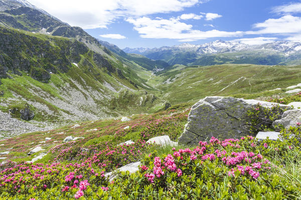 Rhododendrons frame the green alpine landscape Montespluga Chiavenna Valley Sondrio province Valtellina Lombardy Italy Europe