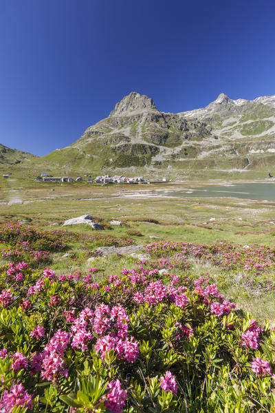 Rhododendrons in bloom frame the alpine village Montespluga Chiavenna Valley Sondrio province Valtellina Lombardy Italy Europe