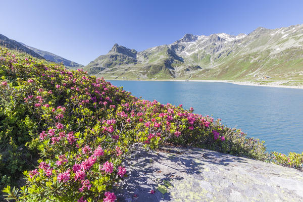 Rhododendrons frame the blue water of the lake Montespluga Chiavenna Valley Sondrio province Valtellina Lombardy Italy Europe