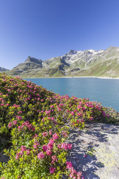 Rhododendrons frame the blue water of the lake Montespluga Chiavenna Valley Sondrio province Valtellina Lombardy Italy Europe