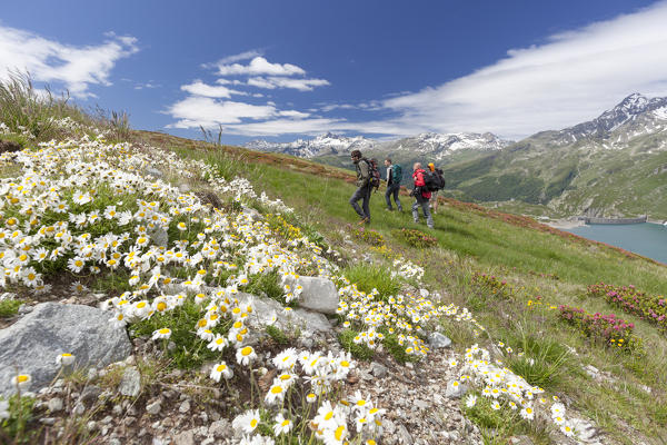 Hikers surrounded by daisies Andossi Montespluga Chiavenna Valley Sondrio province Valtellina Lombardy Italy Europe